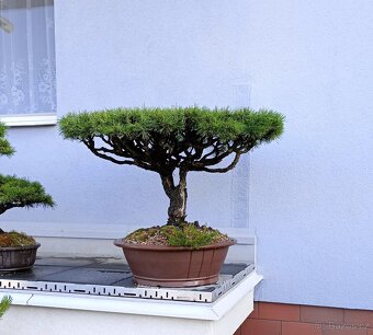Borovice lesní (Pinus sylvestris) bonsai - 4