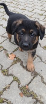 Německý ovčák - štěňata - 4