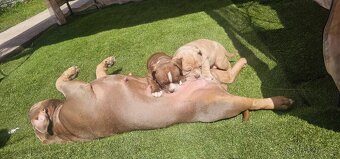 American bully micro/pocket - 4