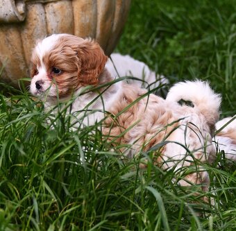 CAVAPOO štěňátka po zdravotně testovaných rodičích - 4