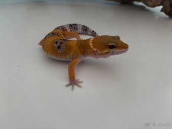 Gekončík noční Tangerine samec - 4