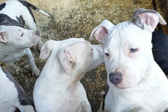 Americký stafordšírský teriér modrá št.s rodokmenem k odběru - 4