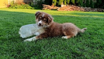 Miniaturní americký ovčák s PP FCI - 4