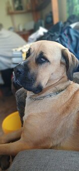 Štěňátka SAO - 4