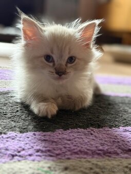 Ragdoll s PP - 4