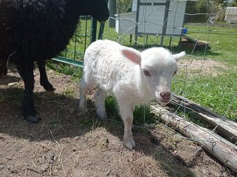 Mini ovečky quessantské beránek a jehnička - 4