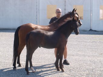 Roční hřebeček Welsh pony sekce B k prodeji - 4