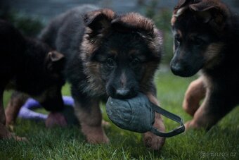 Německý ovčák s PP - 4