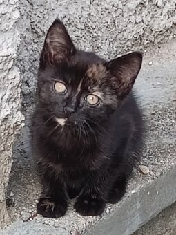 Daruji koťátko - 4