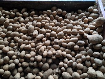 Konzumní brambory - 4