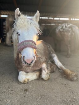 Irsky cob hrebecek - 4