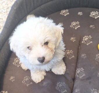 Bišonik na predaj - 4