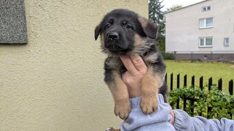 Nemecky ovcak kratkosrsty - 4