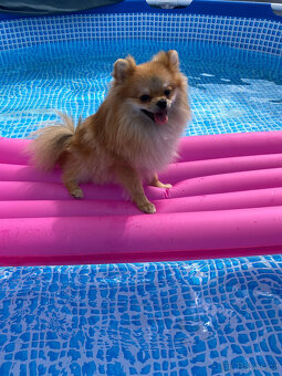 Pomeranian kluk - 4
