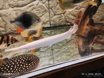 arapaima gigas+mix - 4