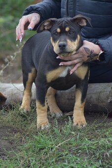 American Bully - pocket x standart - otec šampion - 4
