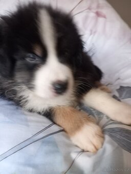 Rezervace Australský ovčák bez PP pes (červený obojek) - 4