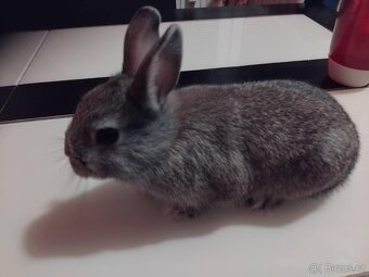 Zakrslý králík ihned k odběru - 4