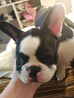 francouzky buldocek stenata - 4