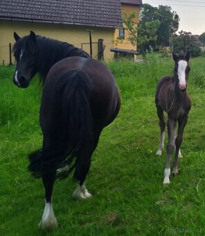 Welsh pony sekce C s vybavením - 4