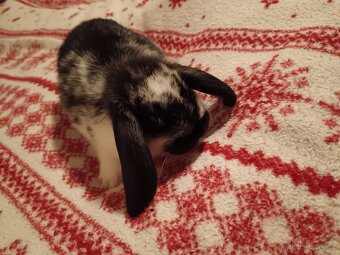 Zakrslý králík králíček Minilop, Lev - 4