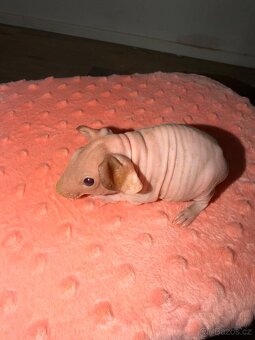 Skinny morče samečci s PP - 4