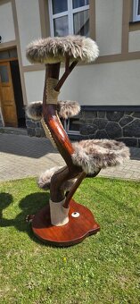 Bonsai kočičí strom - 4