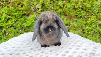 Zakrslý beránek, králíček, králík - PATRICIE - 4