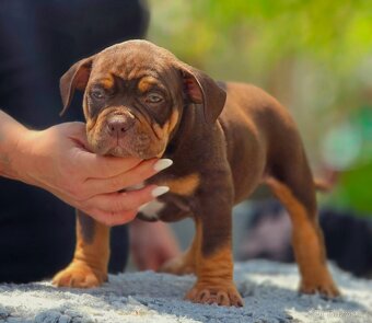 American Bully pocket - 4