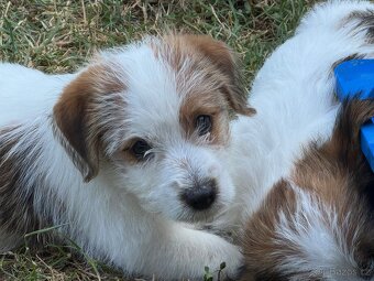 Jack Russell teriér s PP - 4