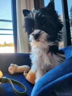 Jorkšírský tetiér - 4