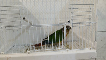 Pyrura zelanolící - 4