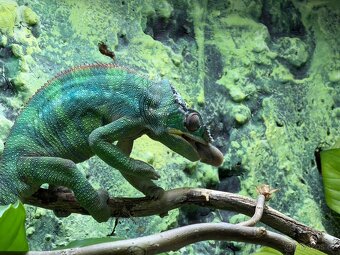 Terárium pro chameleony kompletní výbava i se zvířaty - 4