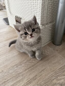 Britská koťata Whiskas - 4