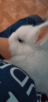 Daruji králíčka - 4