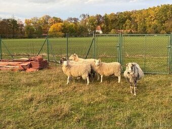 PRODÁM JEHŇATA - 4