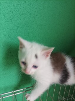 Koťata - 4