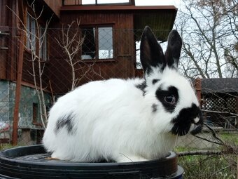 Sameček - NA CHOV ČI MASO 2 - 4