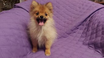 Špic, nemecký špic , oranžový špic, pomeranian - 4