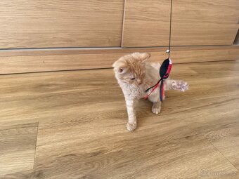 Kocourek, kote, kocour - 4