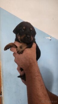 Šťeňata 🐶 - 4