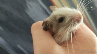 osmáčata osmák degu, myšáci - 4