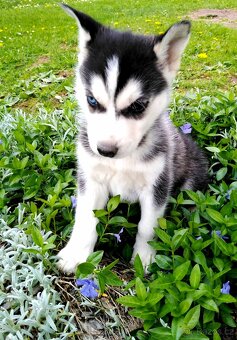 Sibirsky husky - 4