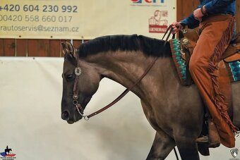 Nabídka připouštění AQH plemenným hřebcem - 4