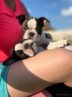 Boston Terrier - 4