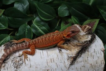 Agama vousatá - Coral - 4