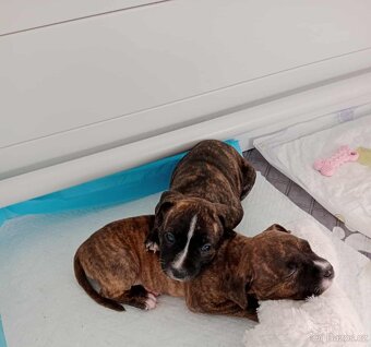 Americký stafordšírský teriér - 4