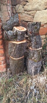 Jabloňové špalky pro řezbáře - 4