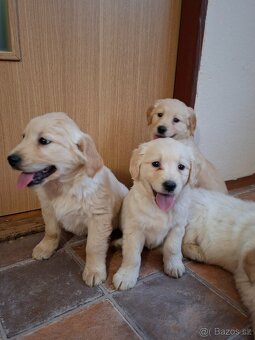 Zlatý retrívr - 4