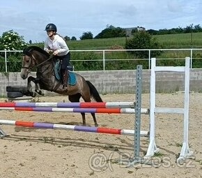 valášek pony B pro náročné - 4